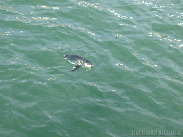 A Penguin Swims By The Jetty For A Visit At Corinella Vic