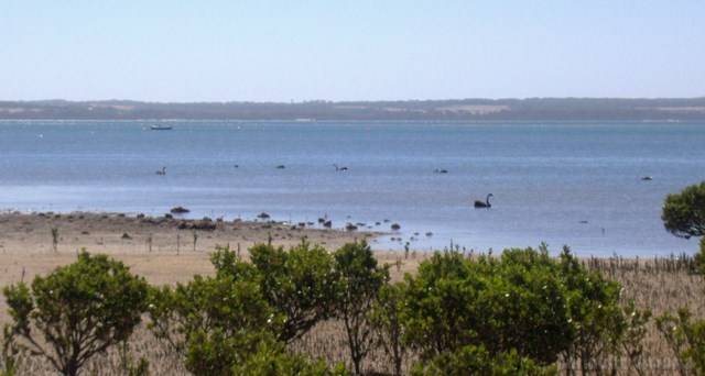 Corinella Black Swans Viewed From The Walking Track