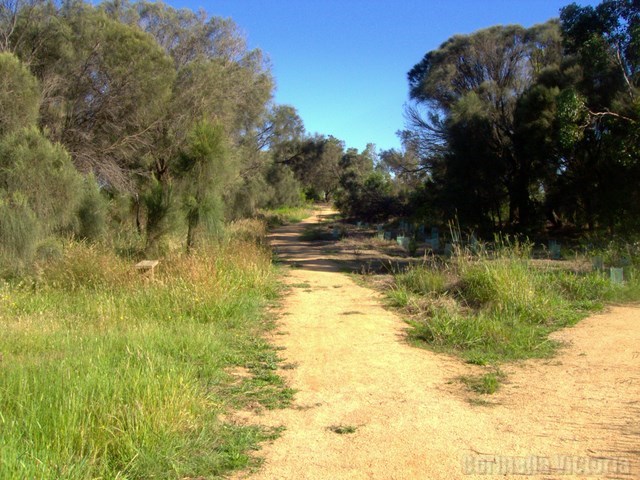 Tracks Corinella 