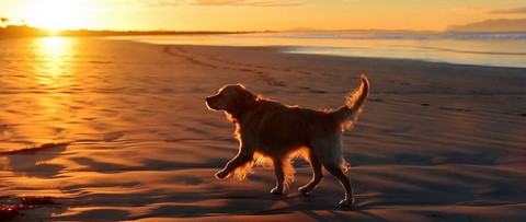 Dogs off Leash Corinella Vic