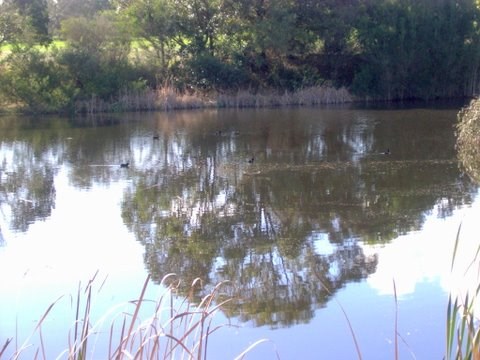 Freshwater Pond at Corinella