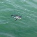 A Penguin Swims By at Corinella Jetty