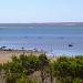 Corinella Black Swans Viewed From The Walking Track